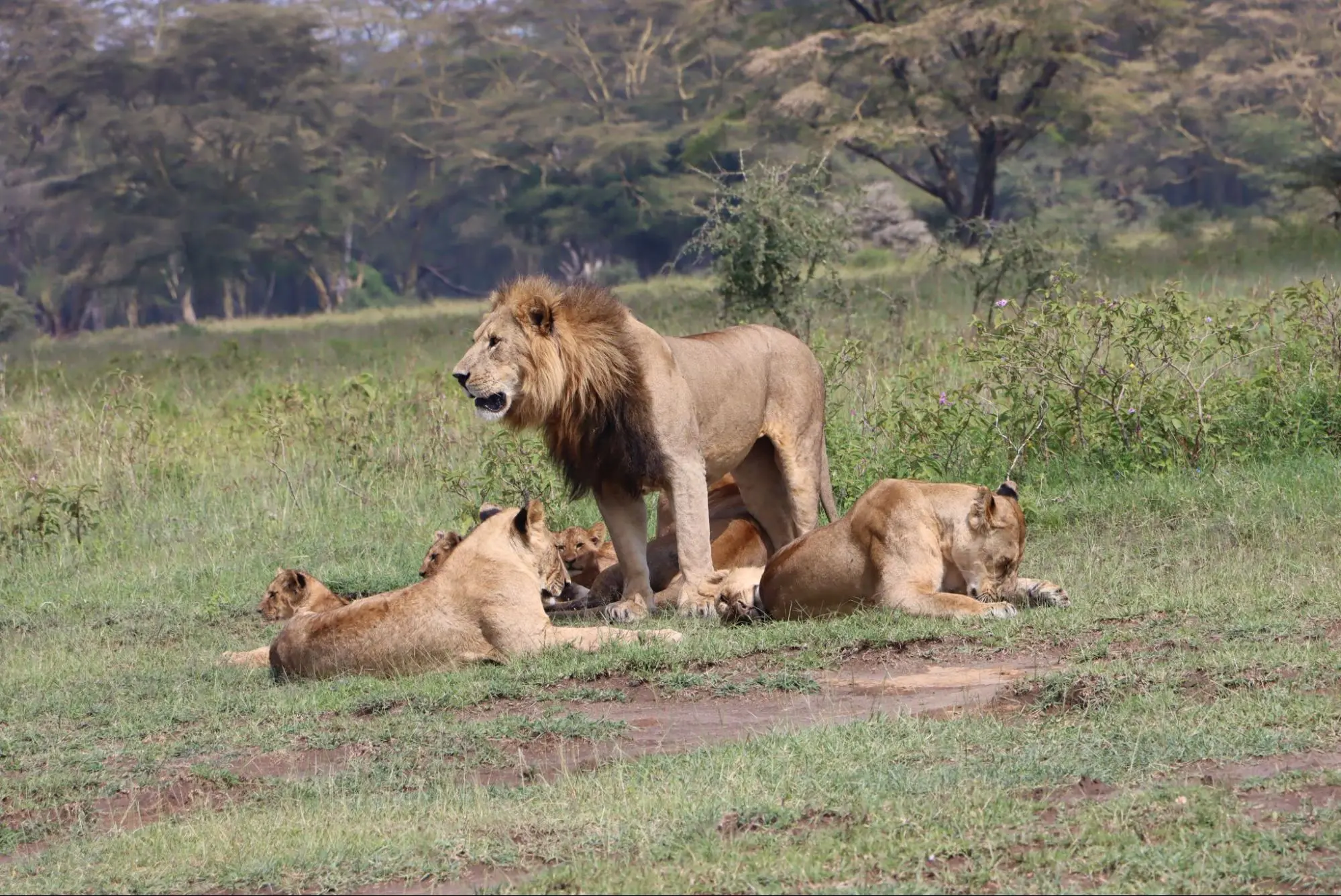 Masai Mara