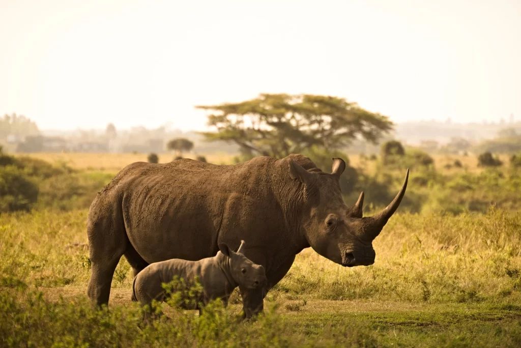 Rhinos in Samburu Game Reserve