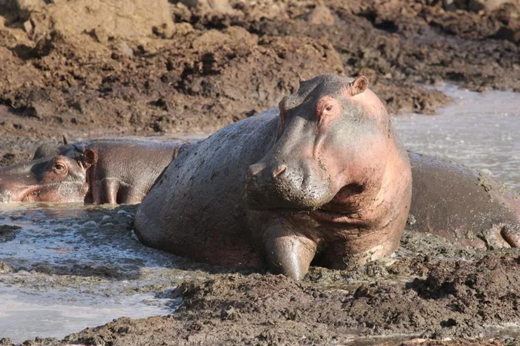 Hippo spotted during game drive in Mara.