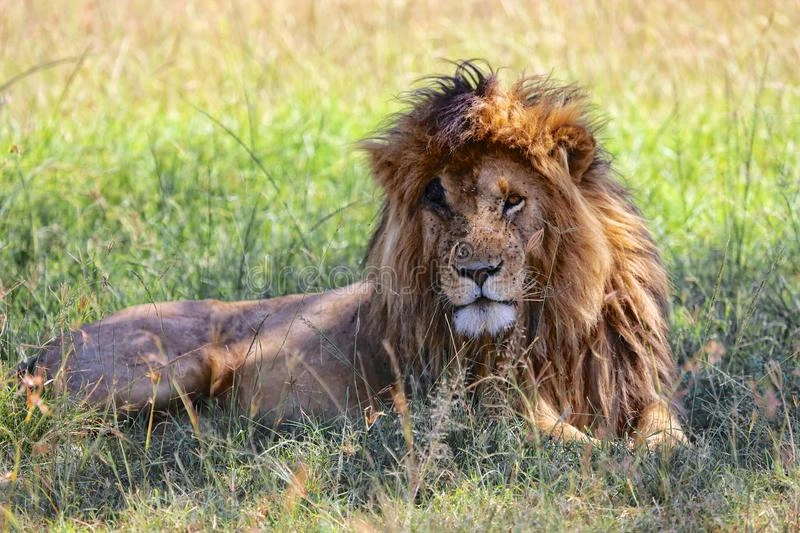 Lions spotted during Kenya tour packages to Masai Mara