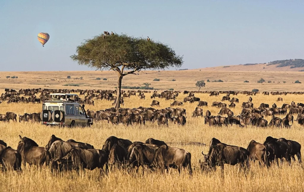 Wildlife safari during the wildebeest migration in Masai Mara, Kenya