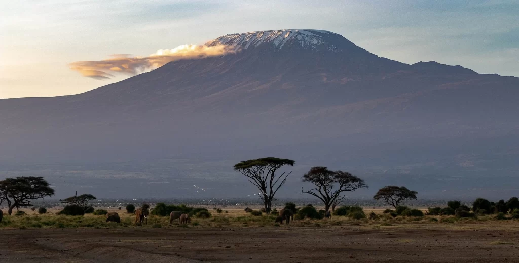 Amboseli National Park in Kenya has one of the highest elephant population on earth