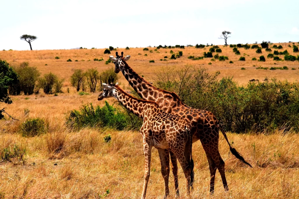 Masai Mara Kenya - Giraffes
