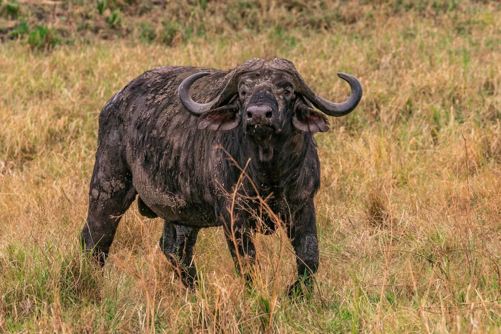Lake Nakuru National Park in Kenya - Buffalo spotted in Lake Nakuru National Park