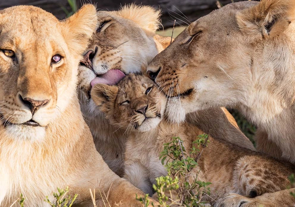 Kenya Tour Packages from India - Lions in Masai Mara Game Reserve.