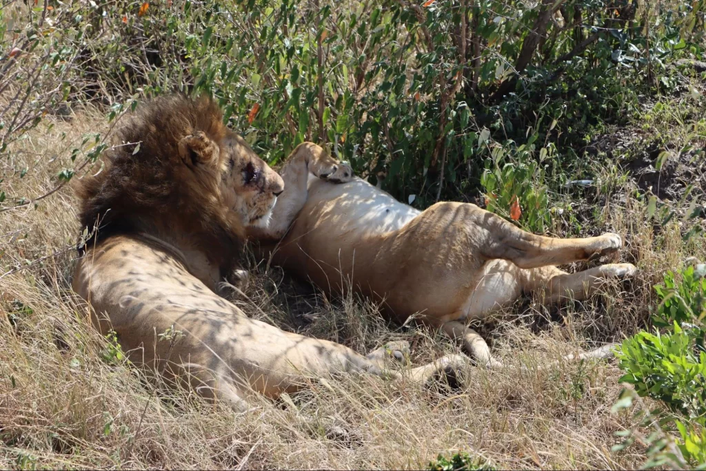 Game Drives in Masai Mara National Reserve - Lions Spotted in Masai Mara.