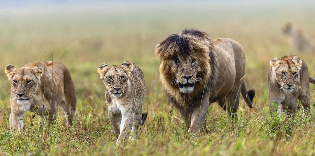 Pride of lions in Masai Mara Kenya