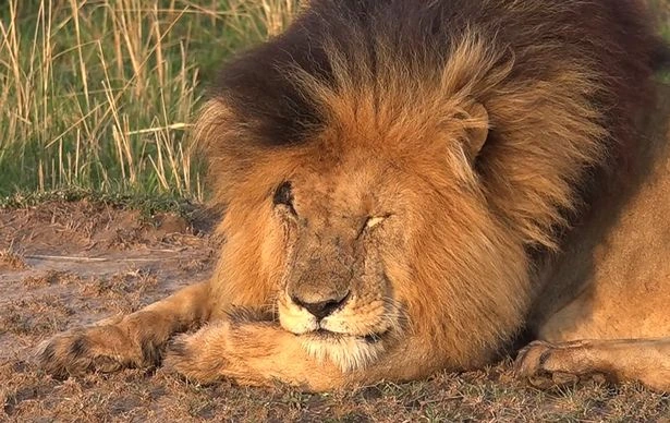 Scarface the lions in Masai Mara
