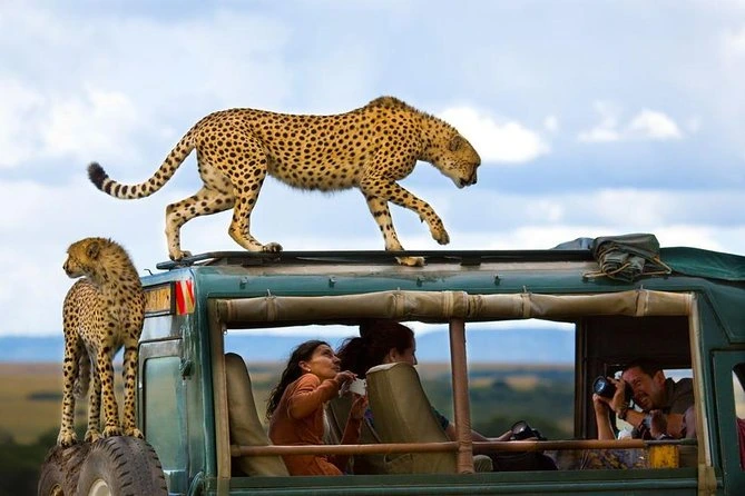 Cheetah on Safari Jeep during Masai Mara game drive