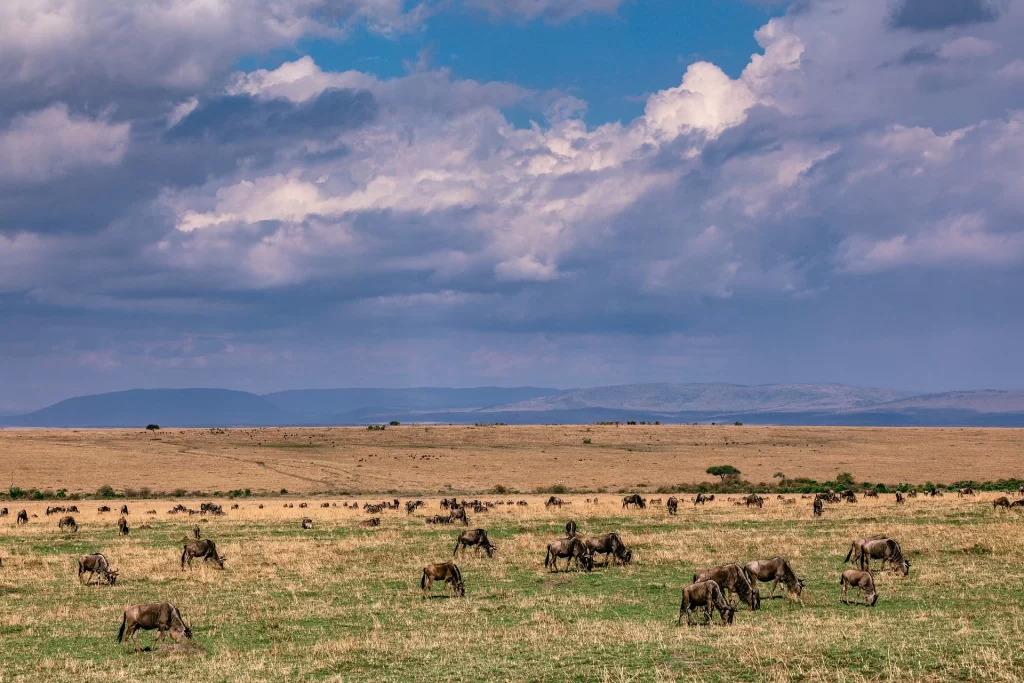 Beautiful Landscape of the Masai Mara National Reserve where the Maasai People live.