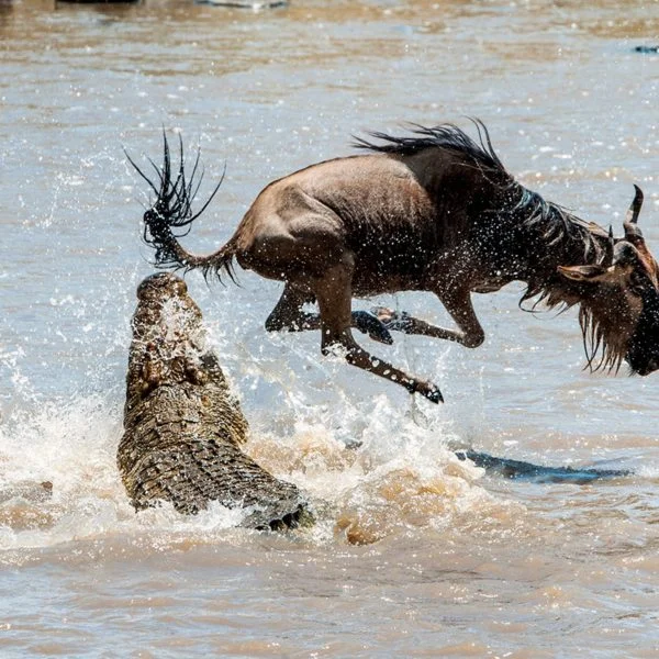 Wildebeest crossing crocodile-infested rivers
