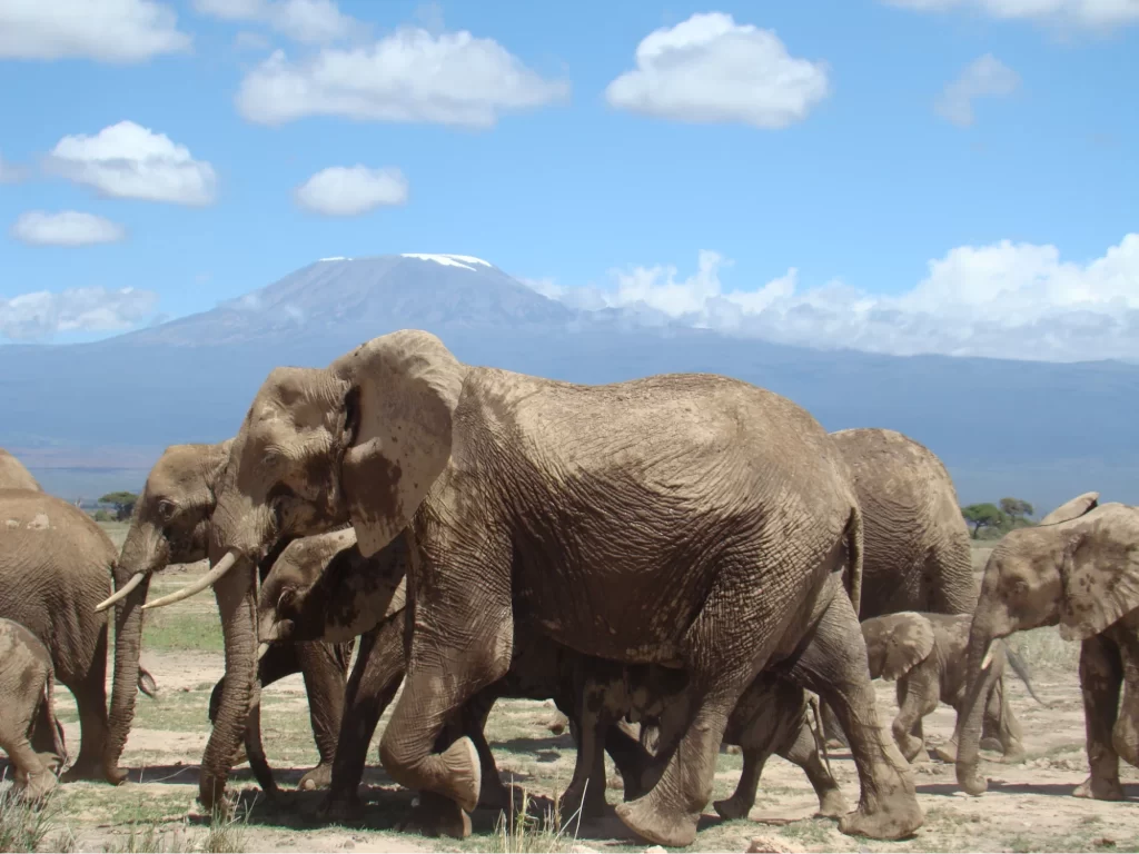 Spotting Elephants on safari in the Amboseli
