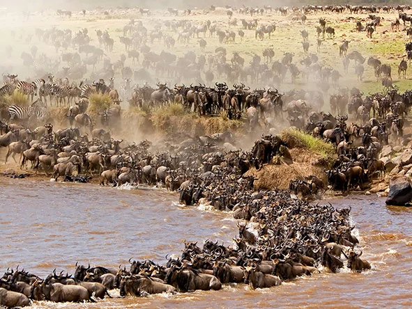 Best time to Visit Kenya for the Wildebeest Migration