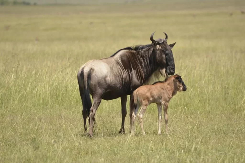 Where to see the Wildebeest Migration