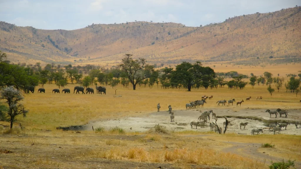 Wildlife in Northern Serengeti
