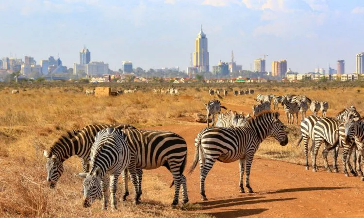 Book Your Visit to Nairobi National Park