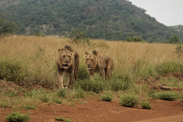 The Big 5 in Serengeti National Park