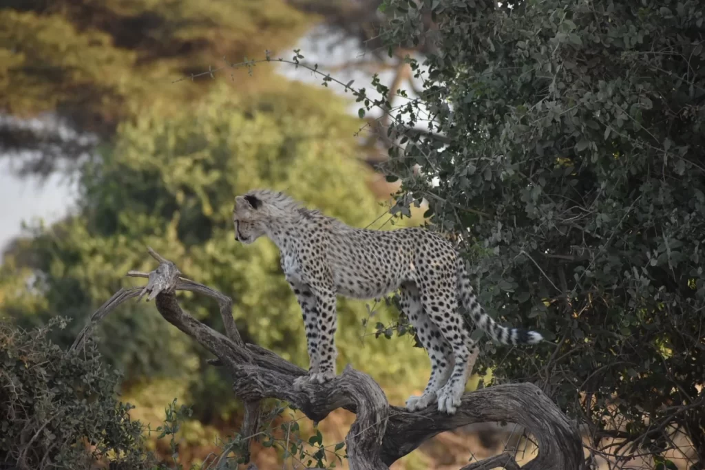 Viewing cheetahs in their habitat