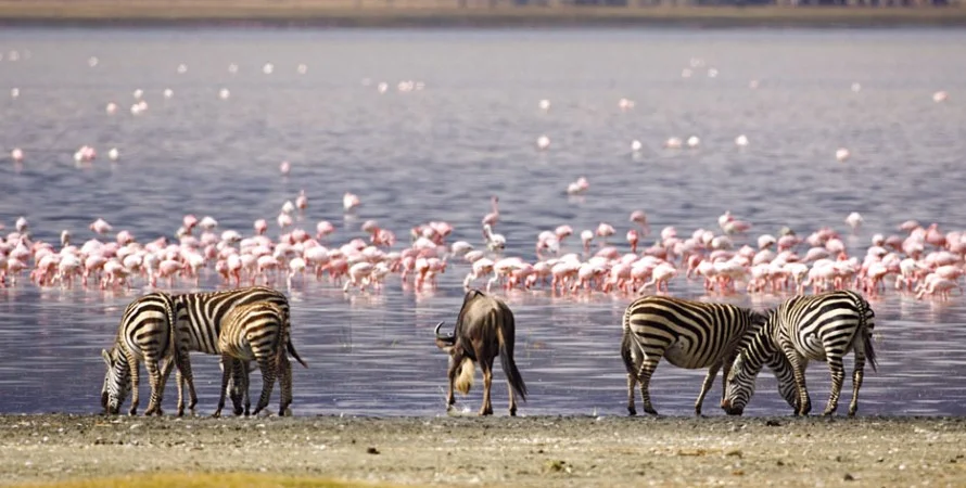 Holiday tour of Lake Nakuru, Amboseli and Masai Mara