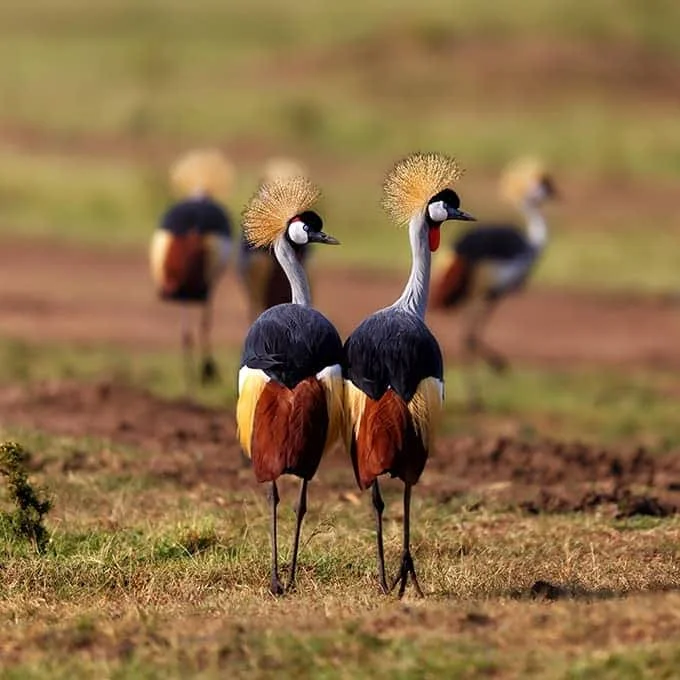 Best Months for Bird Watching in Kenya