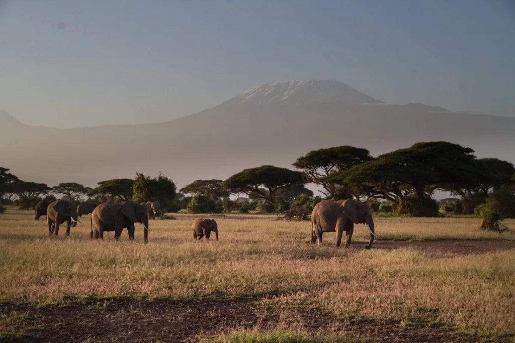 Touring Amboseli National Park from India