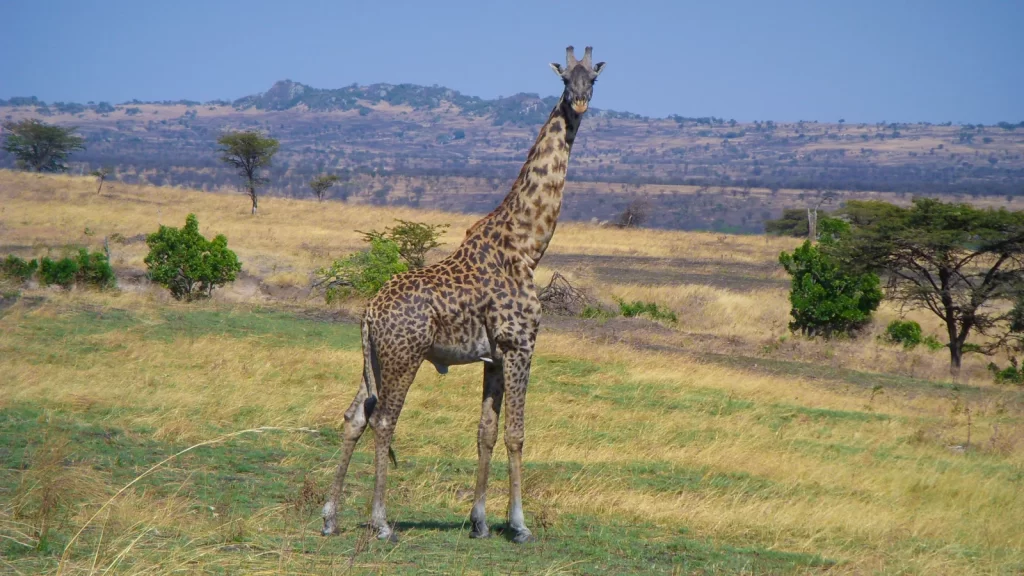 Northern Serengeti Safari