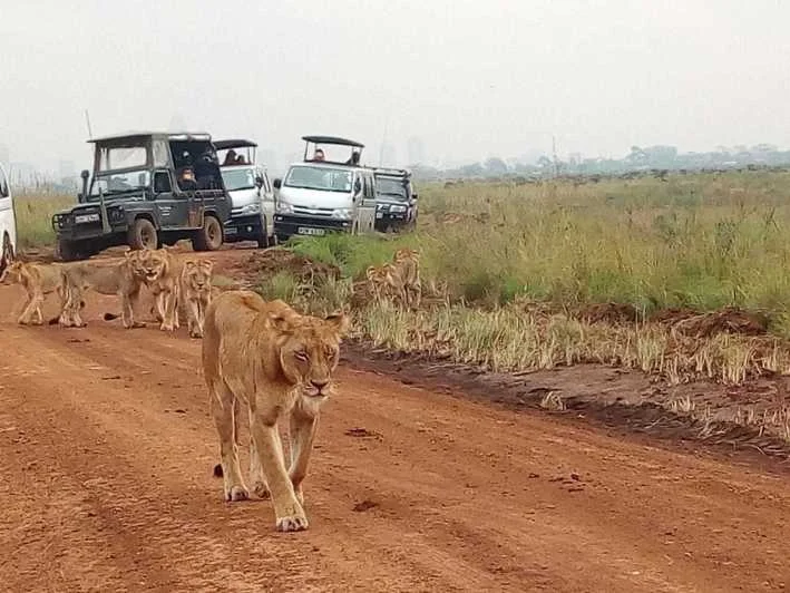View prides of lions in a Kenya National Park