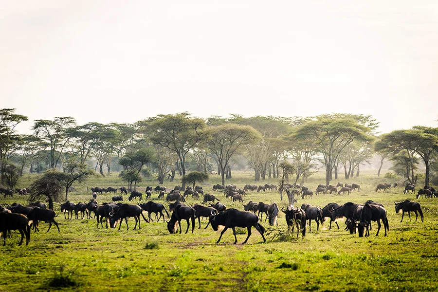 Best time to visit Serengeti National Park Tanzania