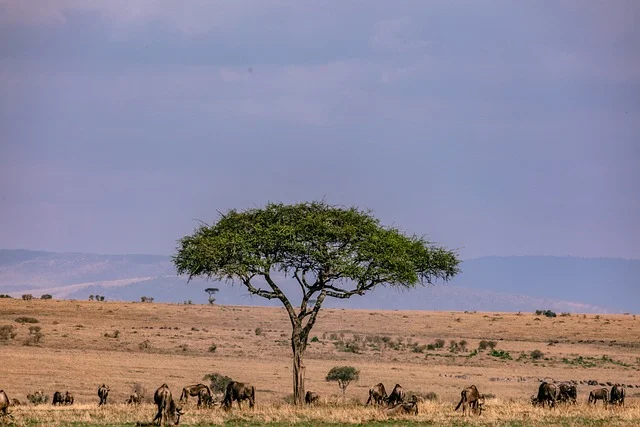 The expansive Masai Mara Game Reserve