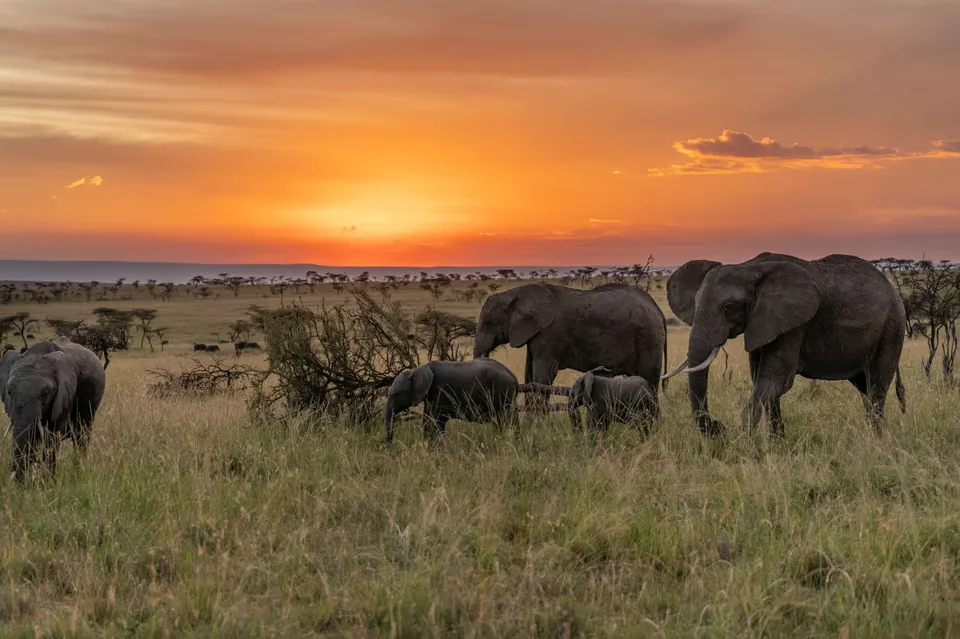 : Best African safari from India - Elephants in the Masai Mara Game Reserve.