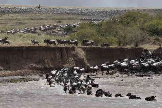 Wildebeest Crossing From Serengeti to Masai Mara
