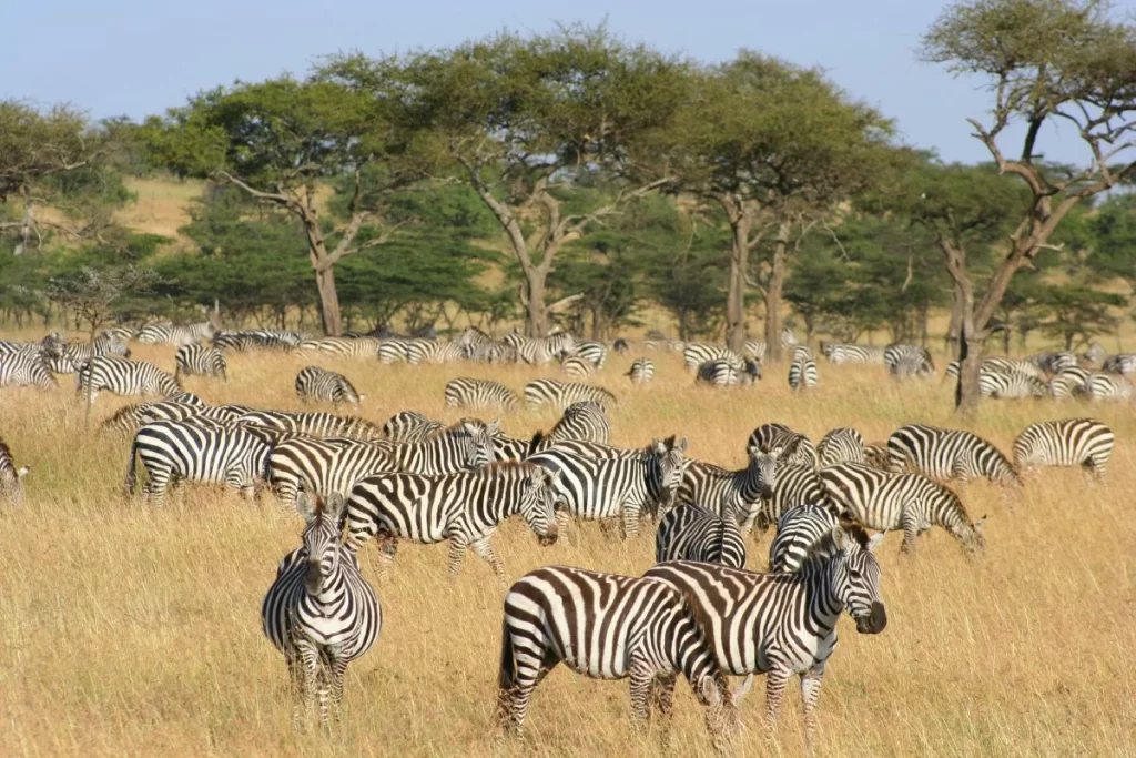 Masai Mara Tour Packages From India to Kenya