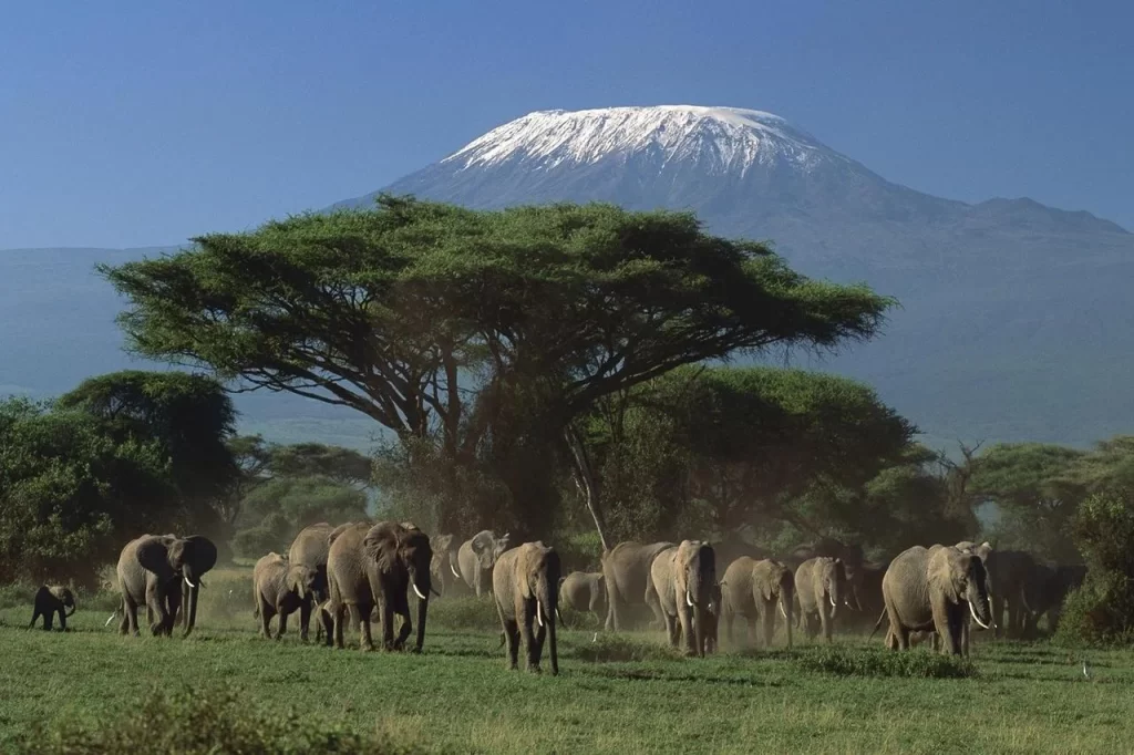 Amboseli National Park location for game viewing