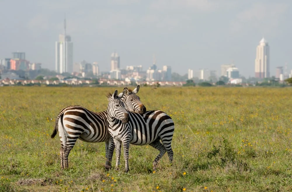 Nairobi National Park teems with wildlife