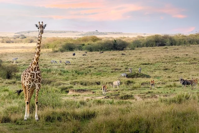 Which season is good for wildlife viewing in Kenya
