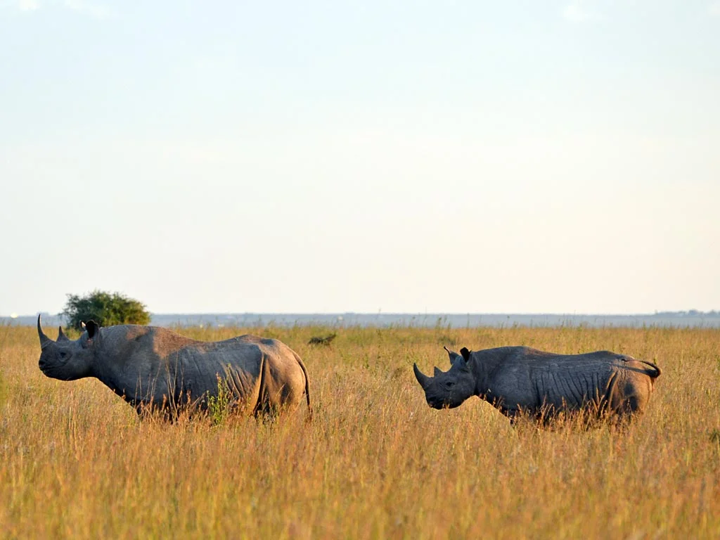 Endagered rhinos thriving in the wild
