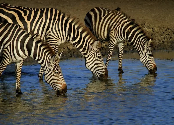 witness zebras while on a 3 day Masai Mara safari