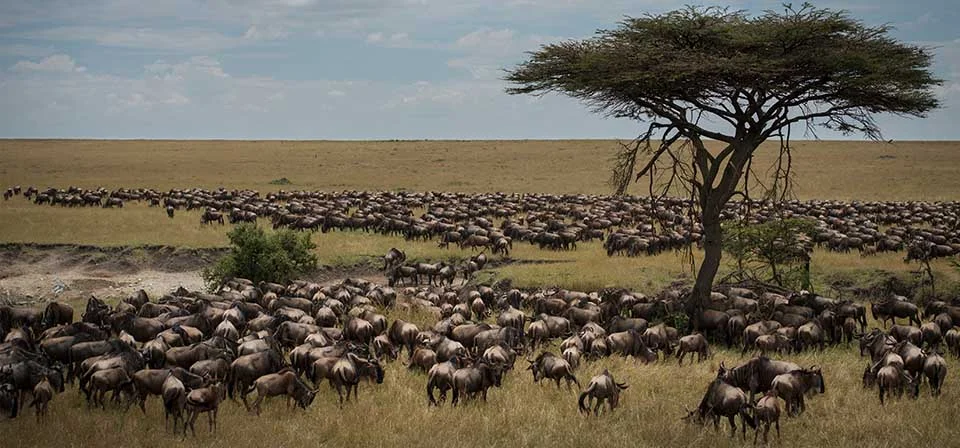 African safari package - Game Viewing at Masai Mara