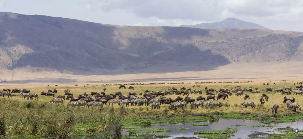 African Wildlife Safari to Ngorongoro Crater in Serengeti, Tanzania