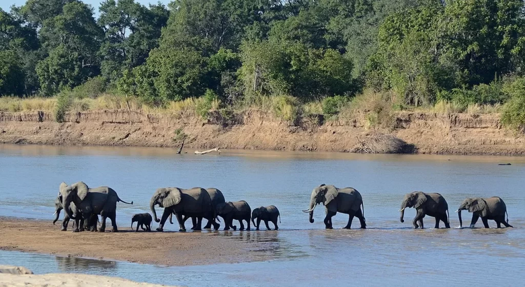 Authentic African wilderness experiences at South Luangwa, Zambia