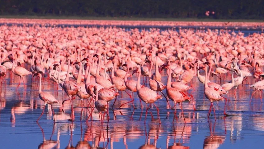 Popular National Parks in Kenya - Lake Nakuru National Park