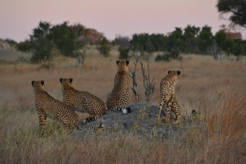 Spotting leopards on Safari of Africa