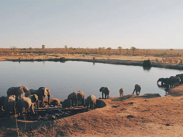 African Safari to Hwange National Park, Zimbabwe