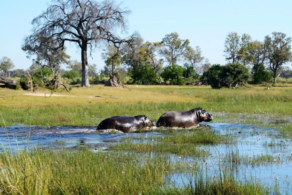 What is a safari - Game drives and water safaris at Okavango Delta