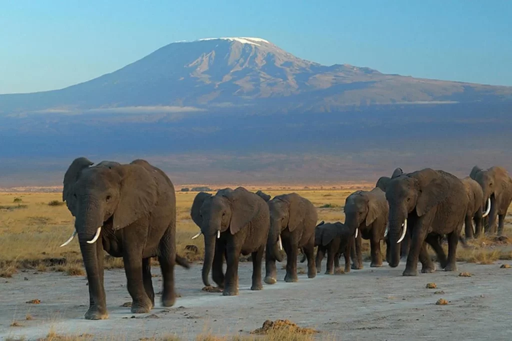 kenya safari holiday tour packages-elephants