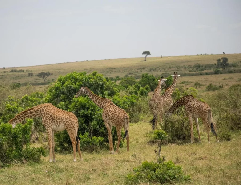 5 Days Masai Mara