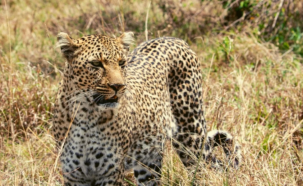 How to book masai mara packages- Leopard