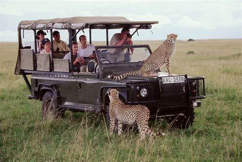 Masai Mara to Nairobi Airport- cheetah