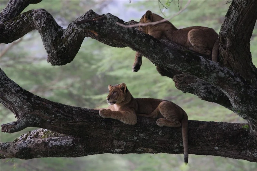 best kenya safari itineraries- lion cubs