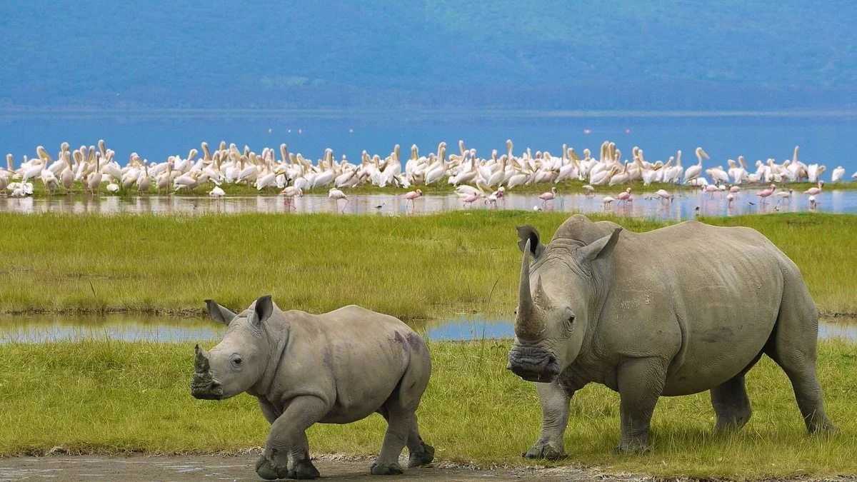 kenya safari tour operators - flamingoes